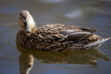 Mallard duck swimming in a pond