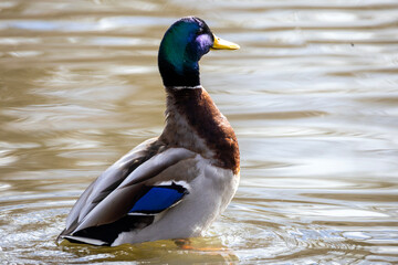 duck on the water
