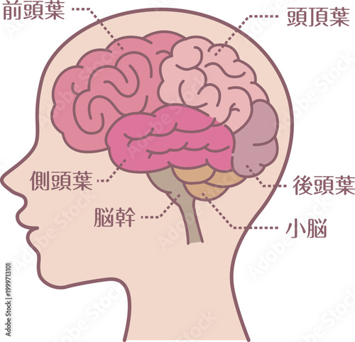 Brain anatomy labeled side view line illustration
