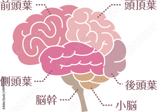 Labeled brain anatomy diagram flat style