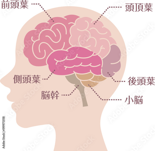 Brain anatomy labeled side view flat illustration