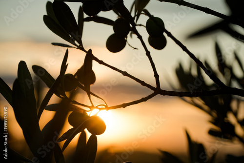 Photos Olive branches silhouetted against a golden sunset backlight