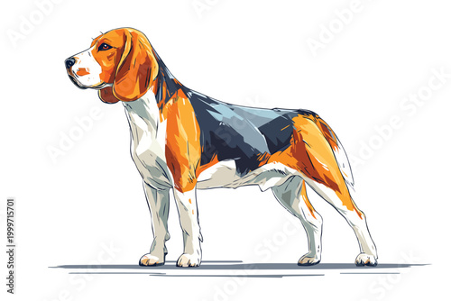 Beagle dog breed young isolated