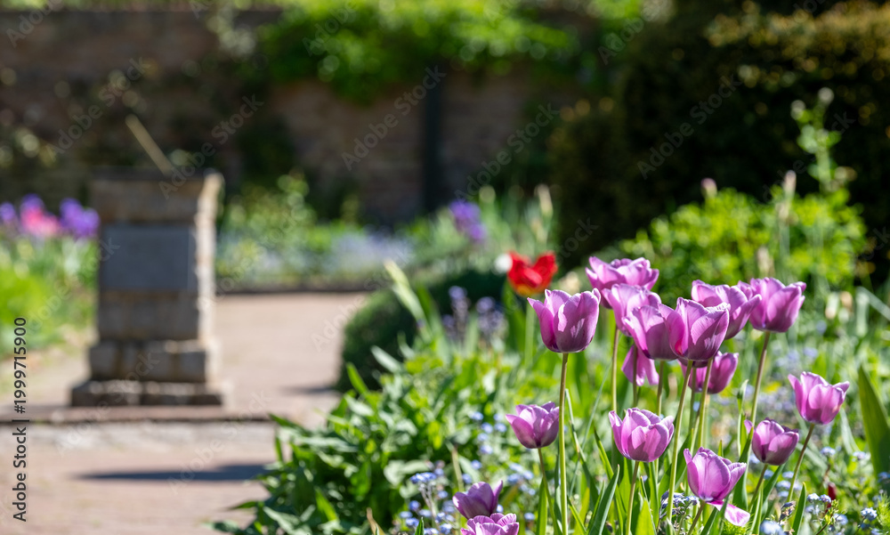 Obraz premium Colourful tulips amidst other spring flowers at Eastcote House Gardens, historic walled garden maintained by a community of volunteers in the London Borough of Hillingdon. 