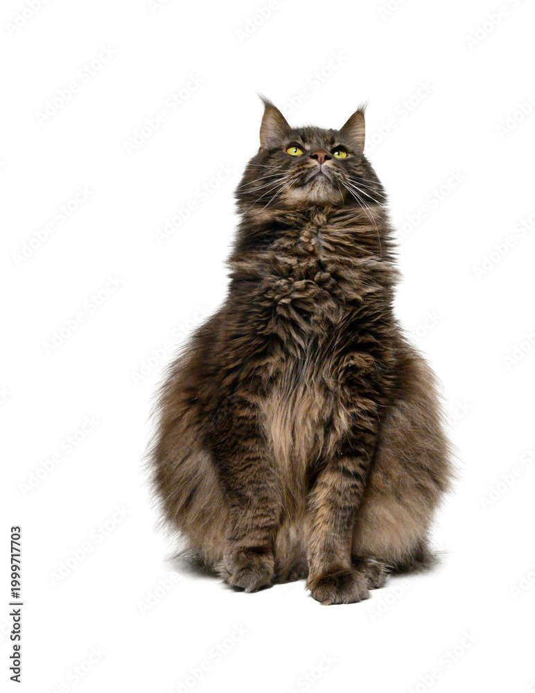 Fototapeta premium Gray Maine Coon Cat on White Studio Background