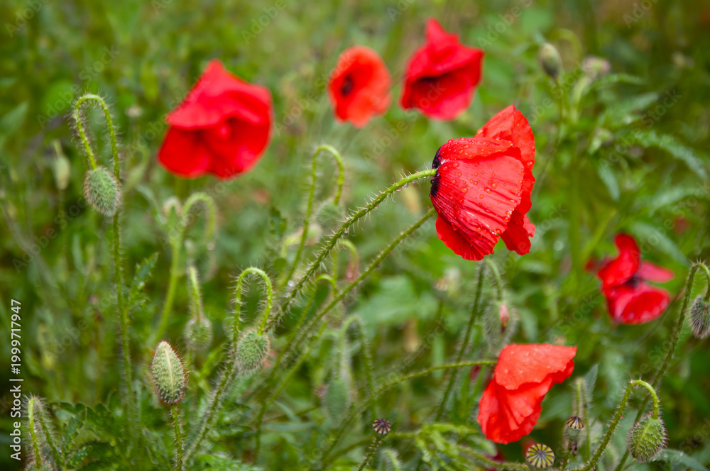 Fototapeta premium Red poppy flowers with fresh raindrops and green buds