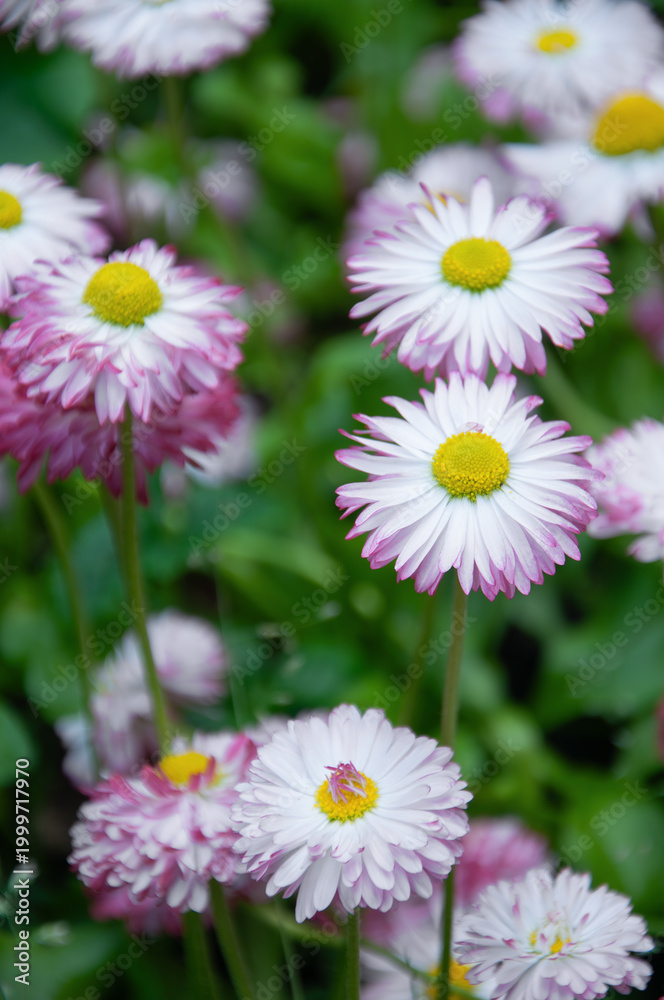 Fototapeta premium Vibrant pink and white bellis perennis macro photography.