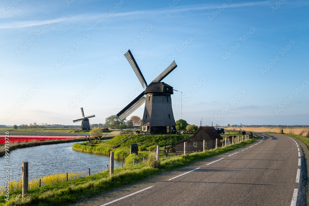 Fototapeta premium Traditional windmills standing along a canal and road next to vibrant tulip fields in the dutch countryside