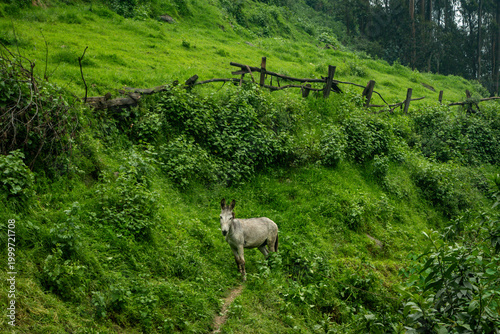 Donkey standing on narrow path in lush green mountain hillside with rustic wooden fence