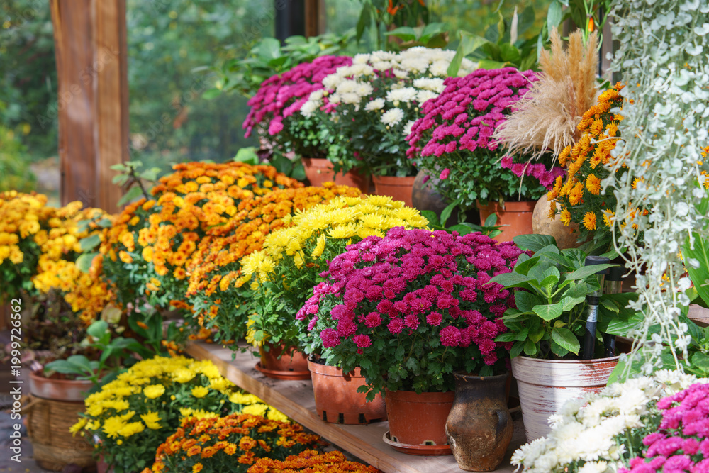 Fototapeta premium Rows of yellow, orange, pink, and white chrysanthemums blooming on wooden greenhouse shelves surrounded by lush green leaves during autumn season. Gardeing hobby, plant breeding, decorative garden