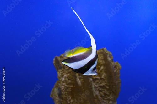Картината върху платно Pennant coralfish Heniochus acuminatus, longfin bannerfish, reef bannerfish or coachman with black and white bands swimming in clear blue aquarium water
