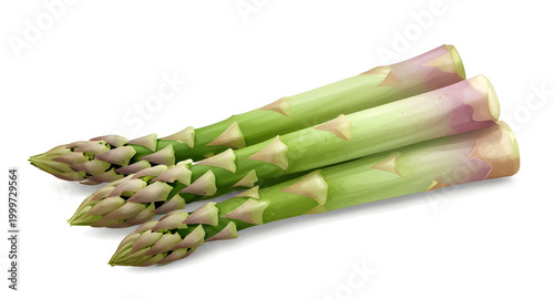 asparagus, green, vegetable, fresh, spear, healthy, organic, food, farm, natural, ingredient, vegan, nutrition, plant, isolated, white, simple