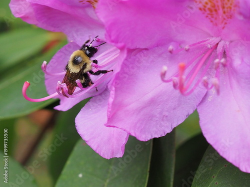 Photos pollinating bee on rhododendron flower