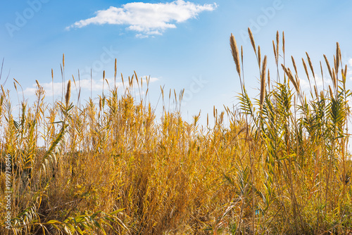Golden reeds swaying in summer breeze under scattered clouds