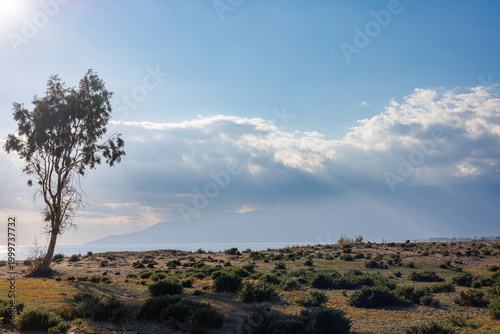 Solitary tree on sandy coastal shore under sunbeams
