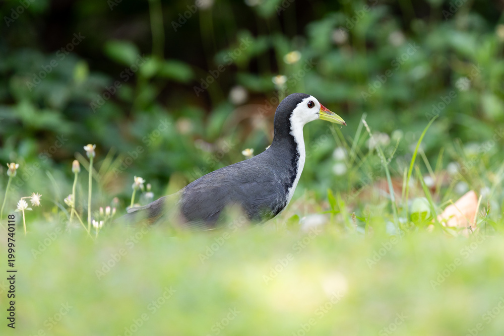 Obraz premium White-breasted waterhen walking in green grass with insect in beak