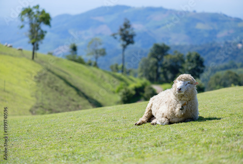 White sheep lying on green grassy hill with mountain backdrop in Chiang Mai