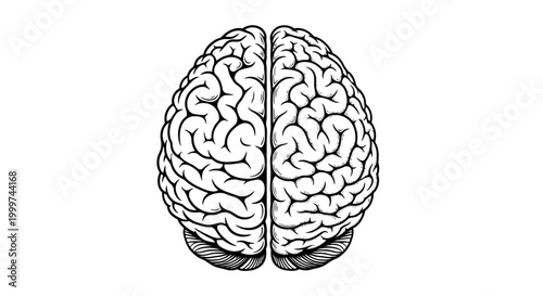 Top View of Human Brain Anatomy Illustration