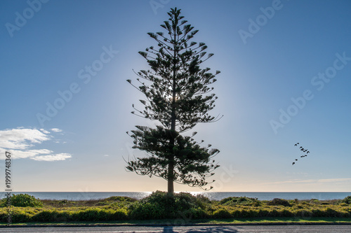 A norfolk pine tree (Araucaria heterophylla), backlit by the sun on a blue sky day with sun gleaming off the ocean. At Ōtaki Beach on the Kapiti Coast of New Zealand