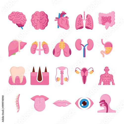 Human Body Organs Flat Icons Set