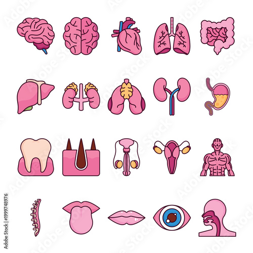 Human Body Organs Flat Icons Set