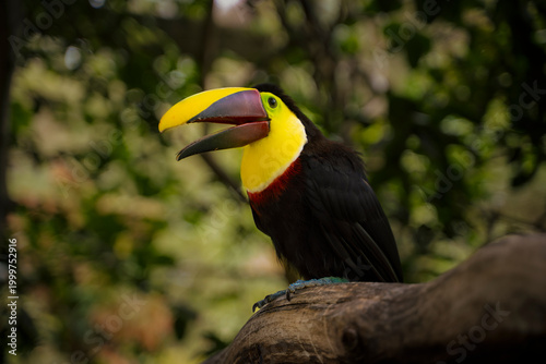 Tucan Costa Rica