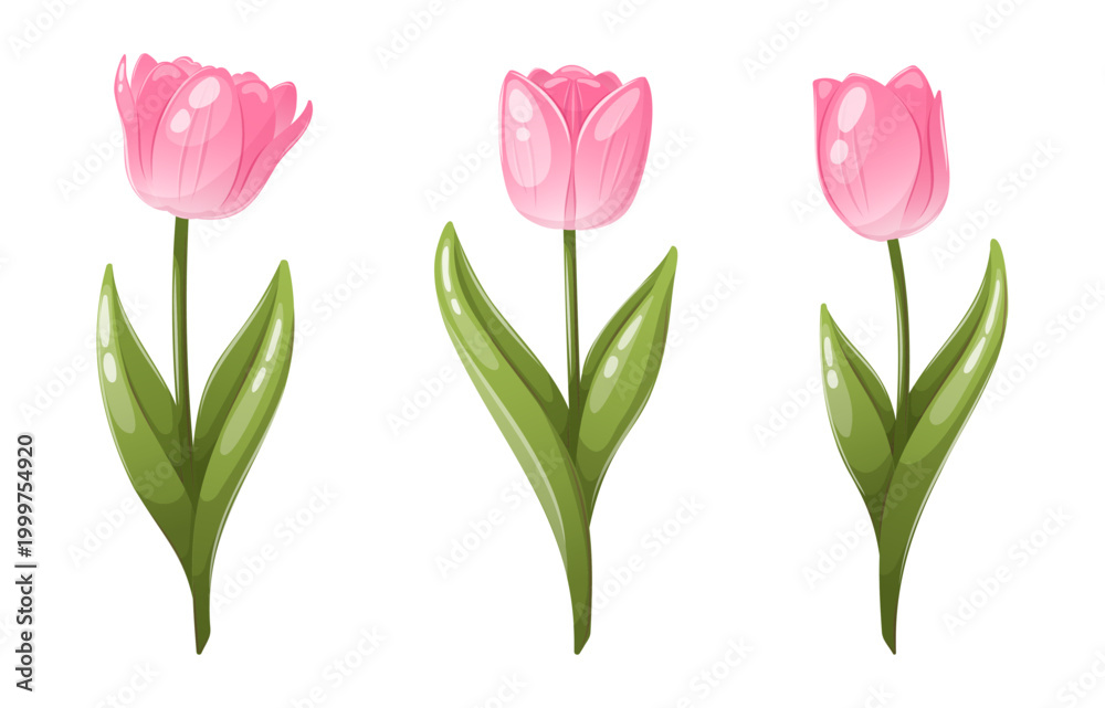 Obraz premium Pink tulip flowers set with leaves vector