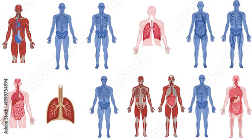Cartoon Human Anatomy Illustration Set Featuring Muscular, Skeletal, Respiratory, and Digestive Systems for Medical, Education, and Health Designs