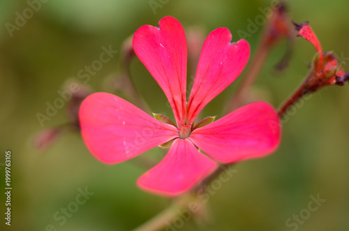 Bright pink flower blooming in a lush garden during the warm summer afternoon