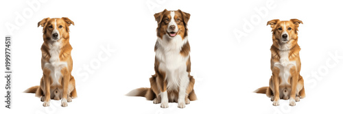 Φωτογραφία Beautiful Australian Shepherd Dog Sitting Isolated on Transparent Background, Hi