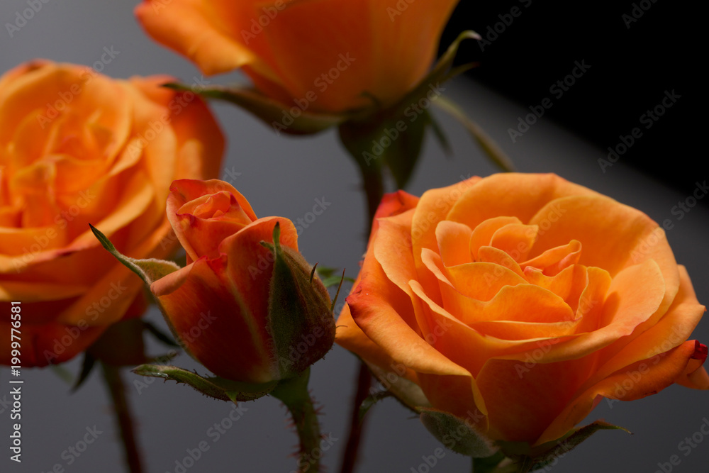 Fototapeta premium orange roses in a black background