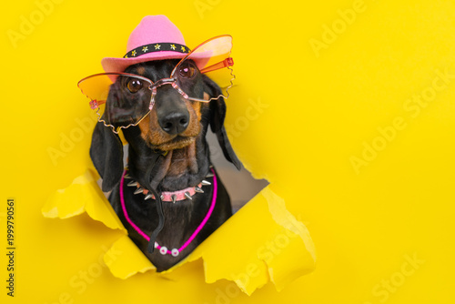 Fotografie Dachshund dog with pink sombrero and pearl necklace through yellow paper, glamorous diva pet portrait, festive fun, bold humor concept