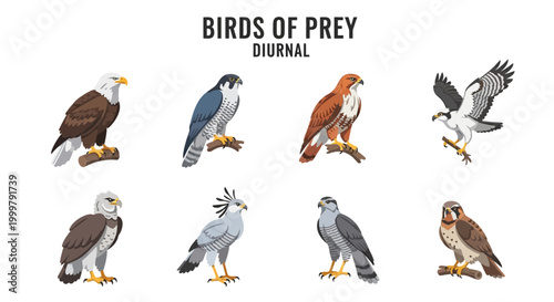 Birds of prey diurnal raptors illustration.