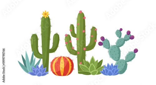 Collection of various cactus plants.
