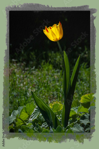 A single yellow tulip stands out amidst green leaves, illuminated by soft sunlight. The contrast between the bright flower and dark background creates a striking visual effect.