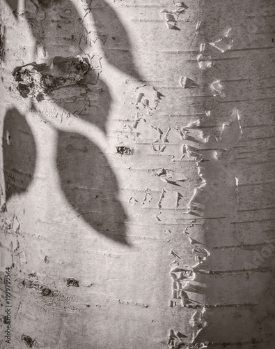 A close-up view of birch bark with textured carvings. Soft shadows of leaves cast delicate patterns across the surface.