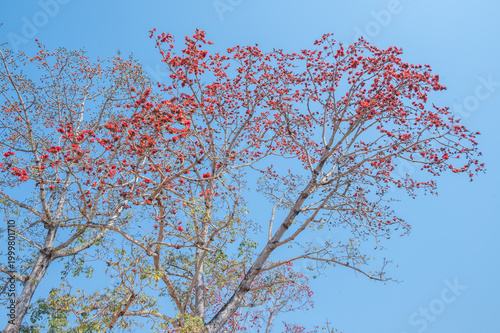The large Bombax ceiba tree (or silk cotton tree) with flower blooming.
