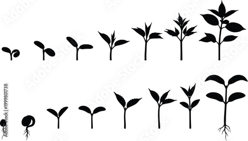 Silhouettes illustrating stages of plant growth from seed to young sprout with leaves, white