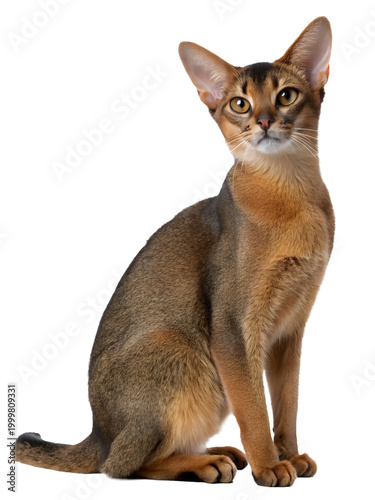 an abyssinian cat sitting on a transparent background
