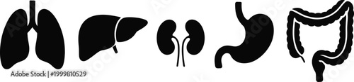 Human internal organs silhouette collection including lungs liver kidneys stomach and large intestine.