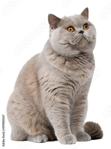 british shorthair cat sitting on transparent background