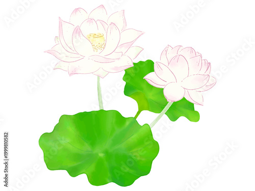 美しい蓮の花　水彩　イラスト