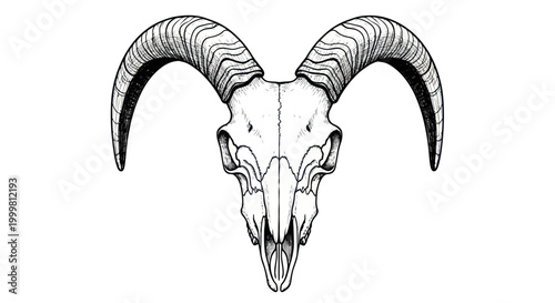 Detailed Ram Skull Illustration, Aries Symbol, Zodiac Sign, Aries Constellation, Aries Symbolism