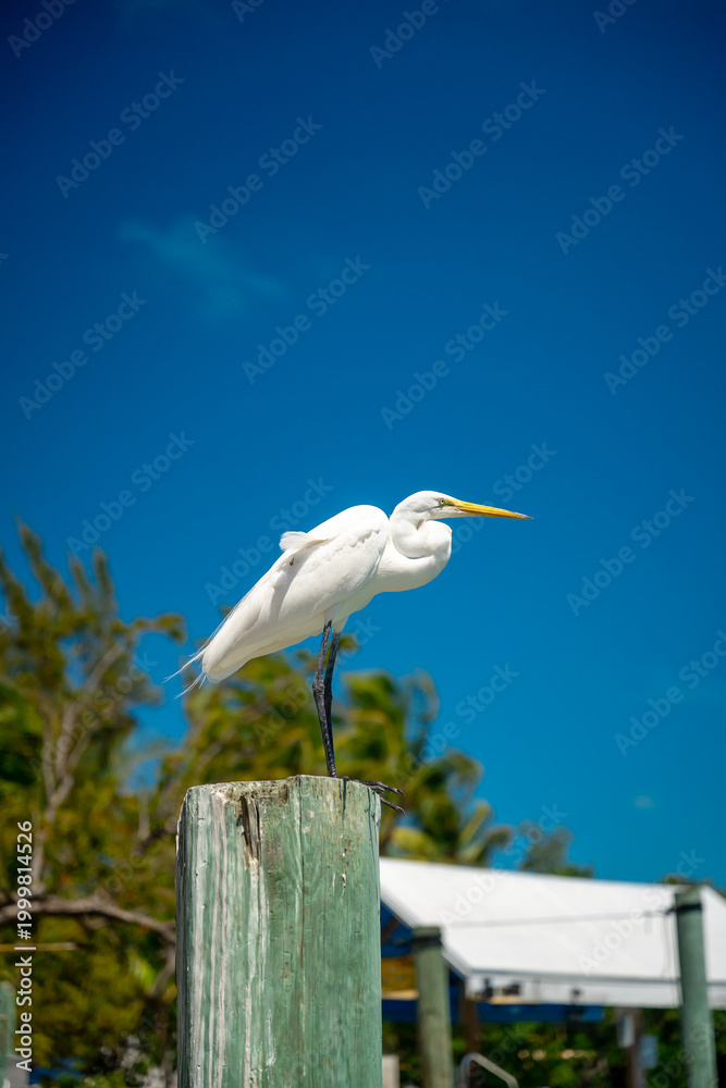 Fototapeta premium White heron perched on timber post under blue sky. Great egret standing on wooden piling, tropical trees and marina background, bright sunny weather, Key West Florida.