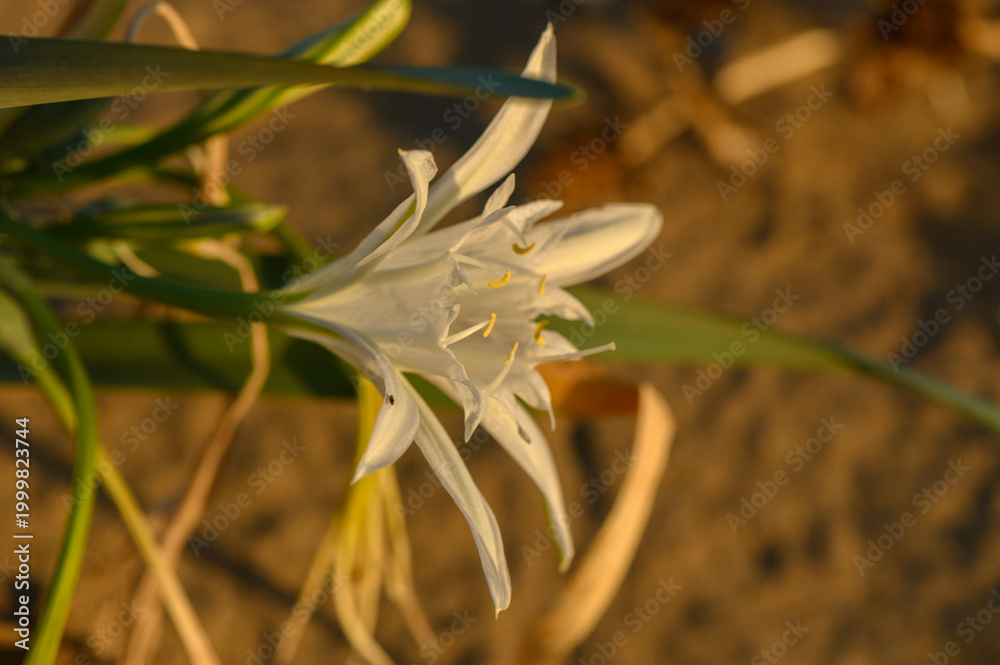 Fototapeta premium Delicate white flower blooms gracefully on sandy soil at sunset by the shoreline.