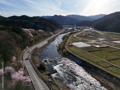 Riverside road winds through blooming cherry blossoms
