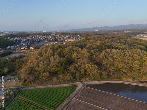 Golden trees blanket rolling hills under soft sky