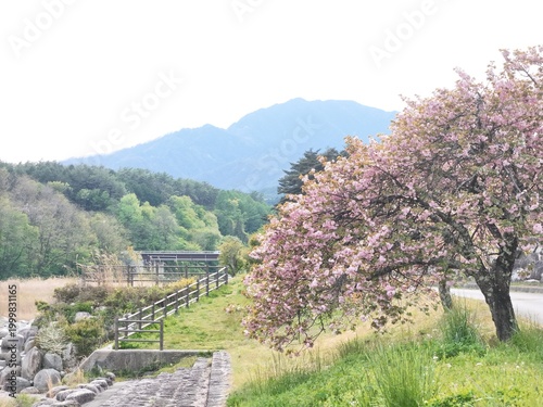 Soft pink blossoms sway gently beside a stone path