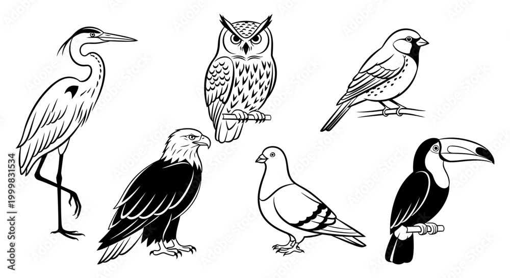 Obraz premium Set of different bird drawings with wildlife ornithology illustration collection background silhouette
