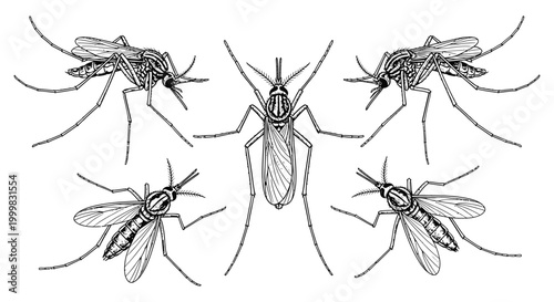 Collection of detailed line drawings of mosquitoes with mosquito illustration collection antennae creature